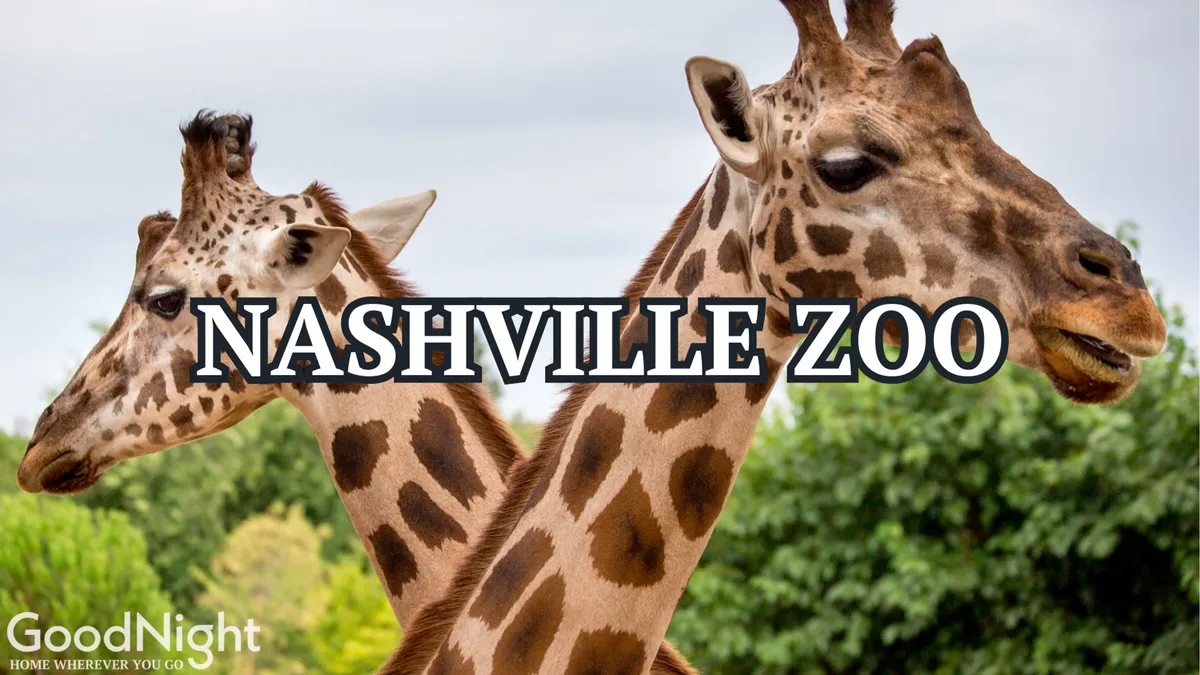 This image features giraffes set against lush greenery, capturing the excitement and joy of a day at the Nashville Zoo. The photo is vibrant, full of life, and immediately evokes feelings of family outings and educational fun for curious minds.